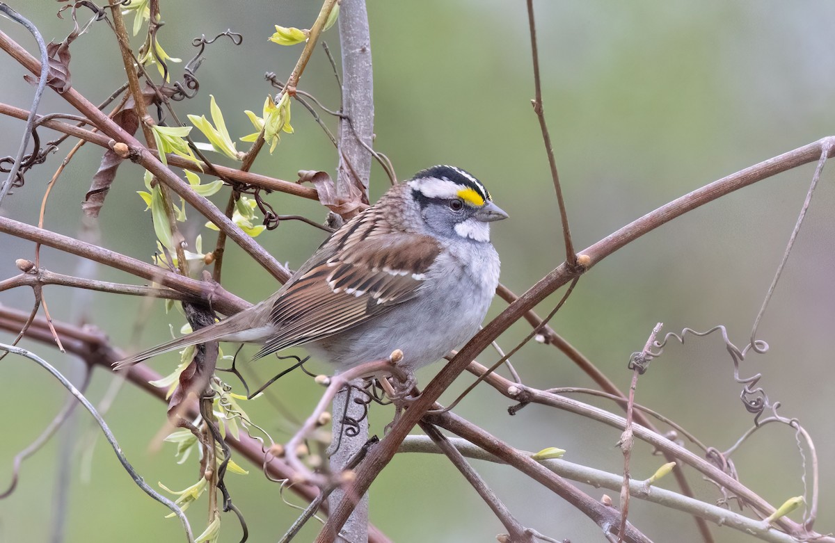 White-throated Sparrow - ML618335150