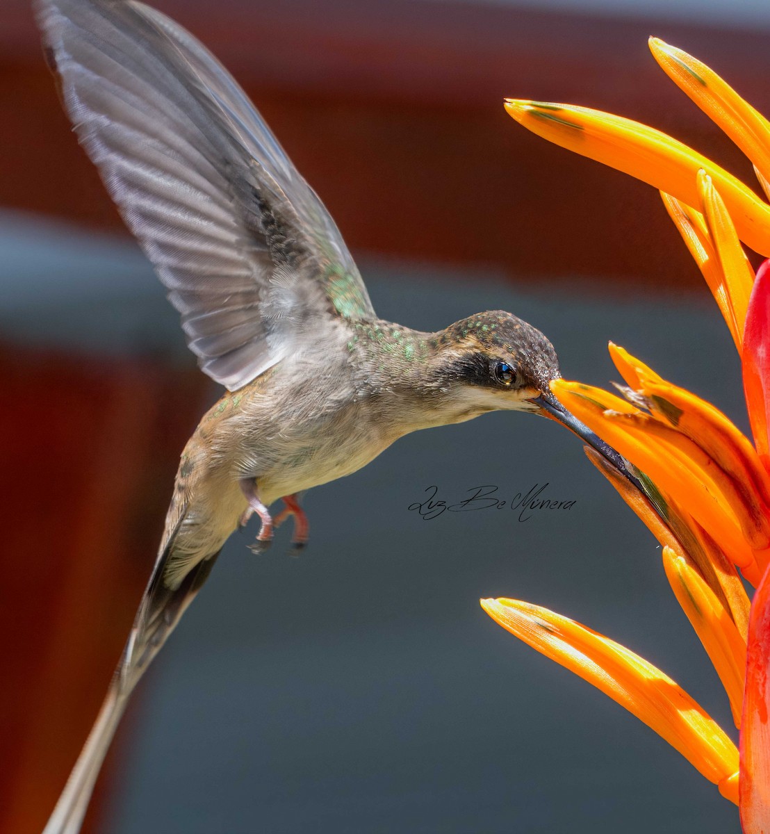 kolibřík světlebřichý - ML618335157