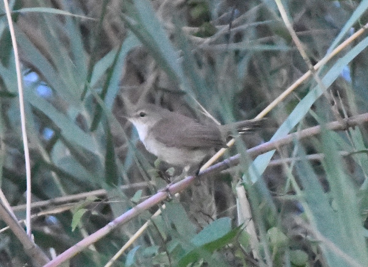 Common Reed Warbler - ML618335158