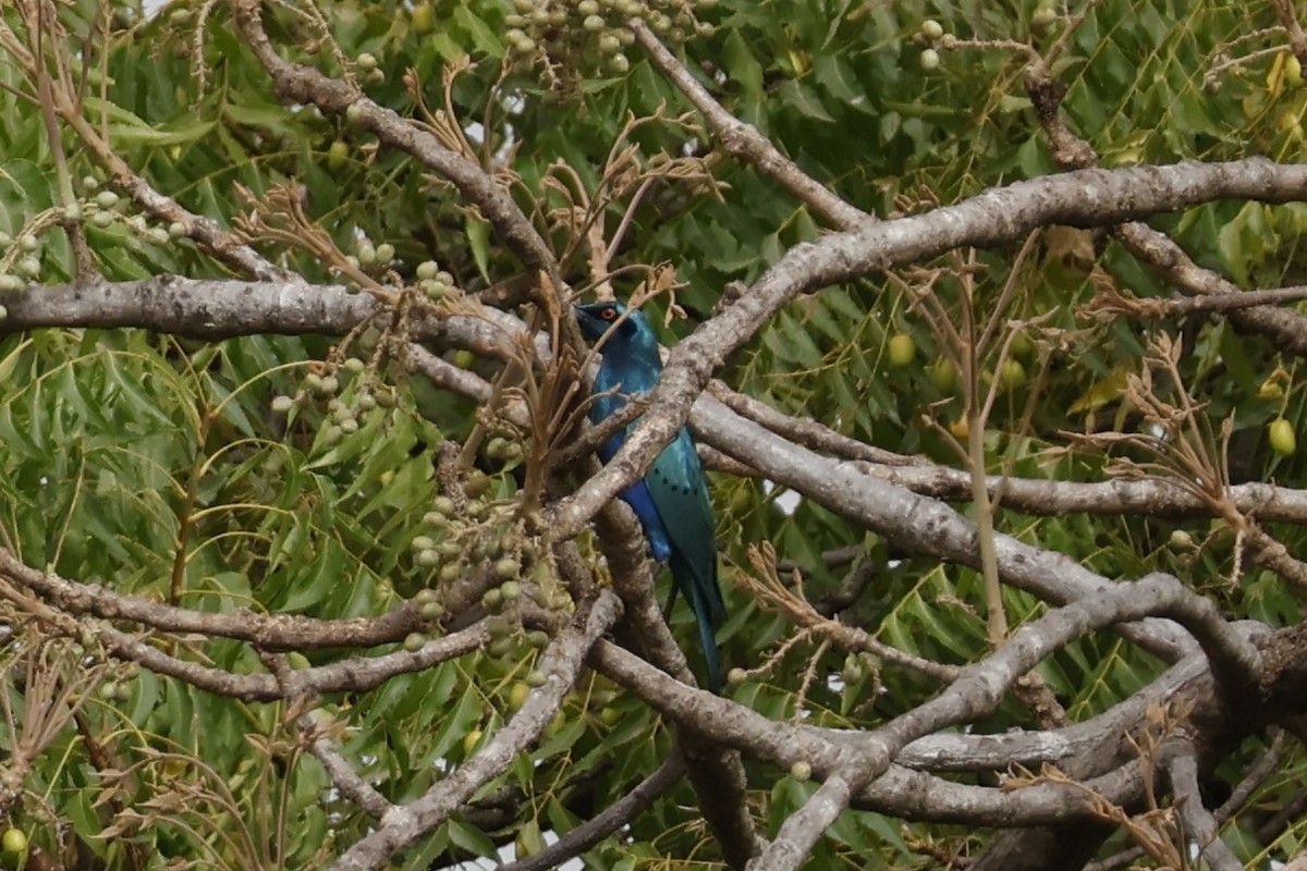 Greater Blue-eared Starling - ML618335159