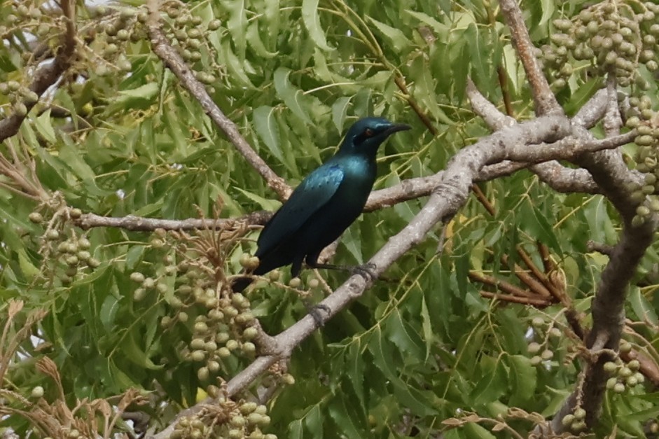 Greater Blue-eared Starling - ML618335160