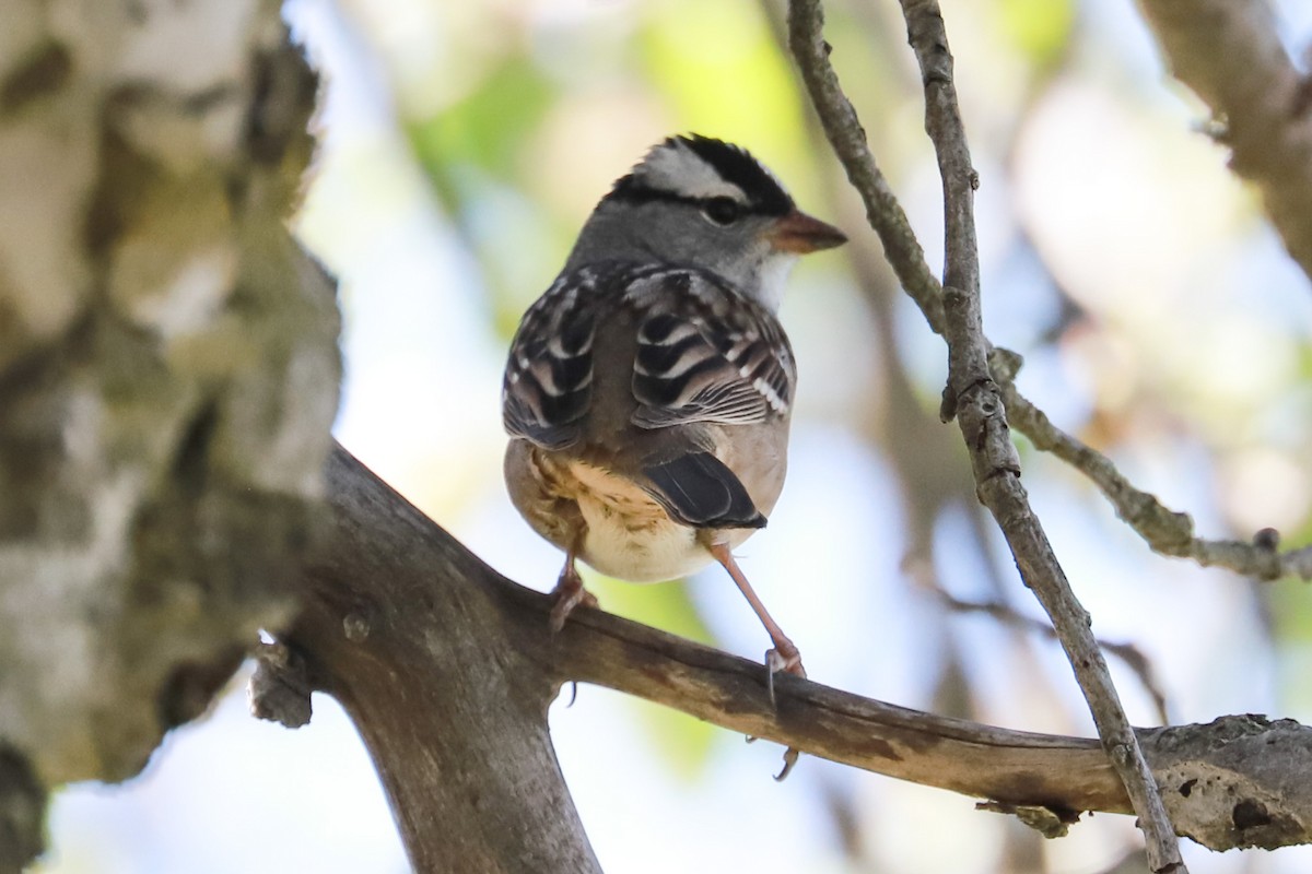 White-crowned Sparrow - ML618335162
