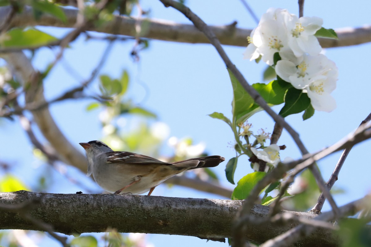 White-crowned Sparrow - ML618335163