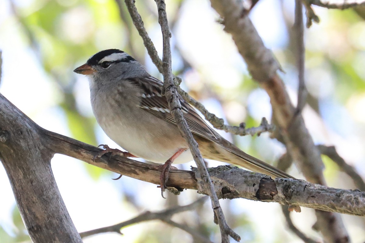 White-crowned Sparrow - ML618335164
