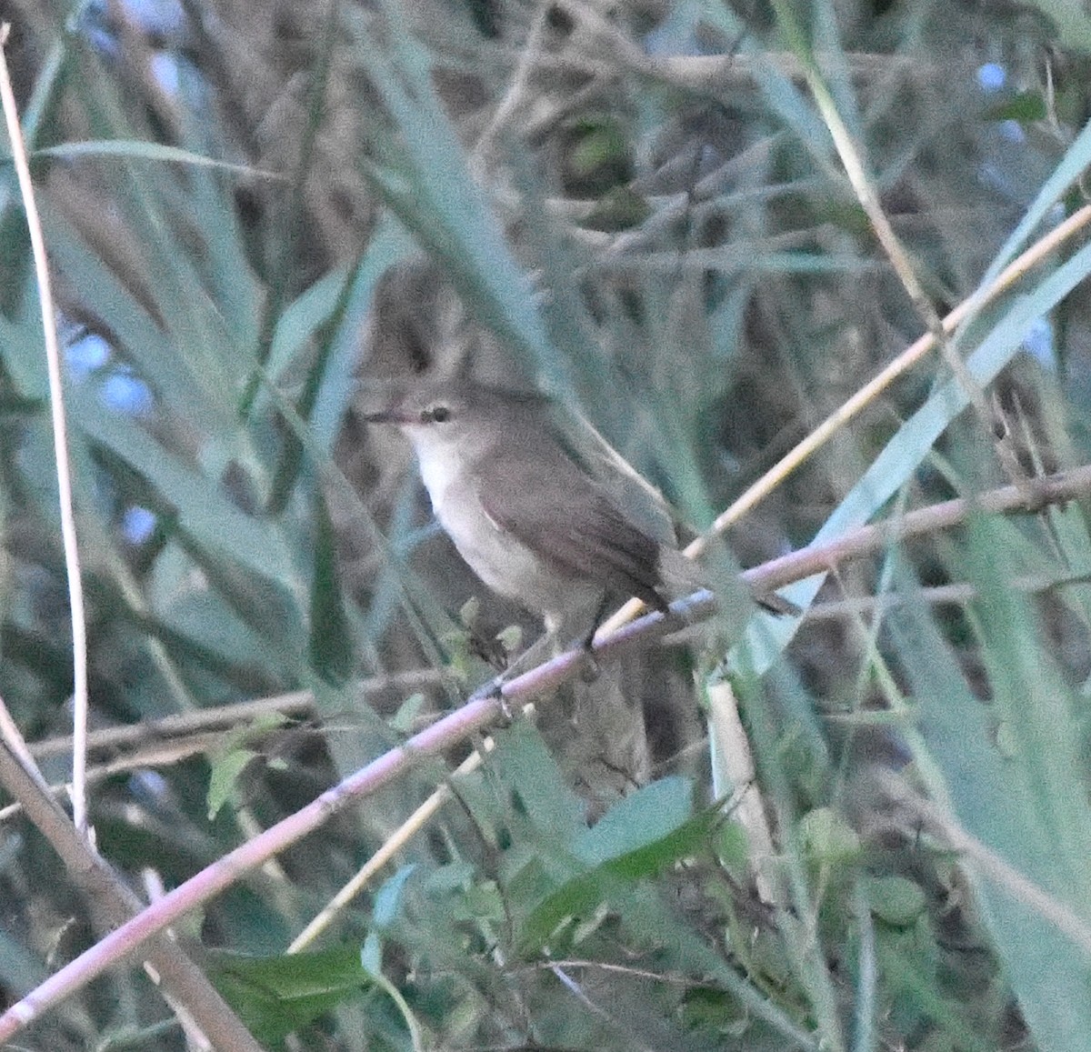 Common Reed Warbler - ML618335197