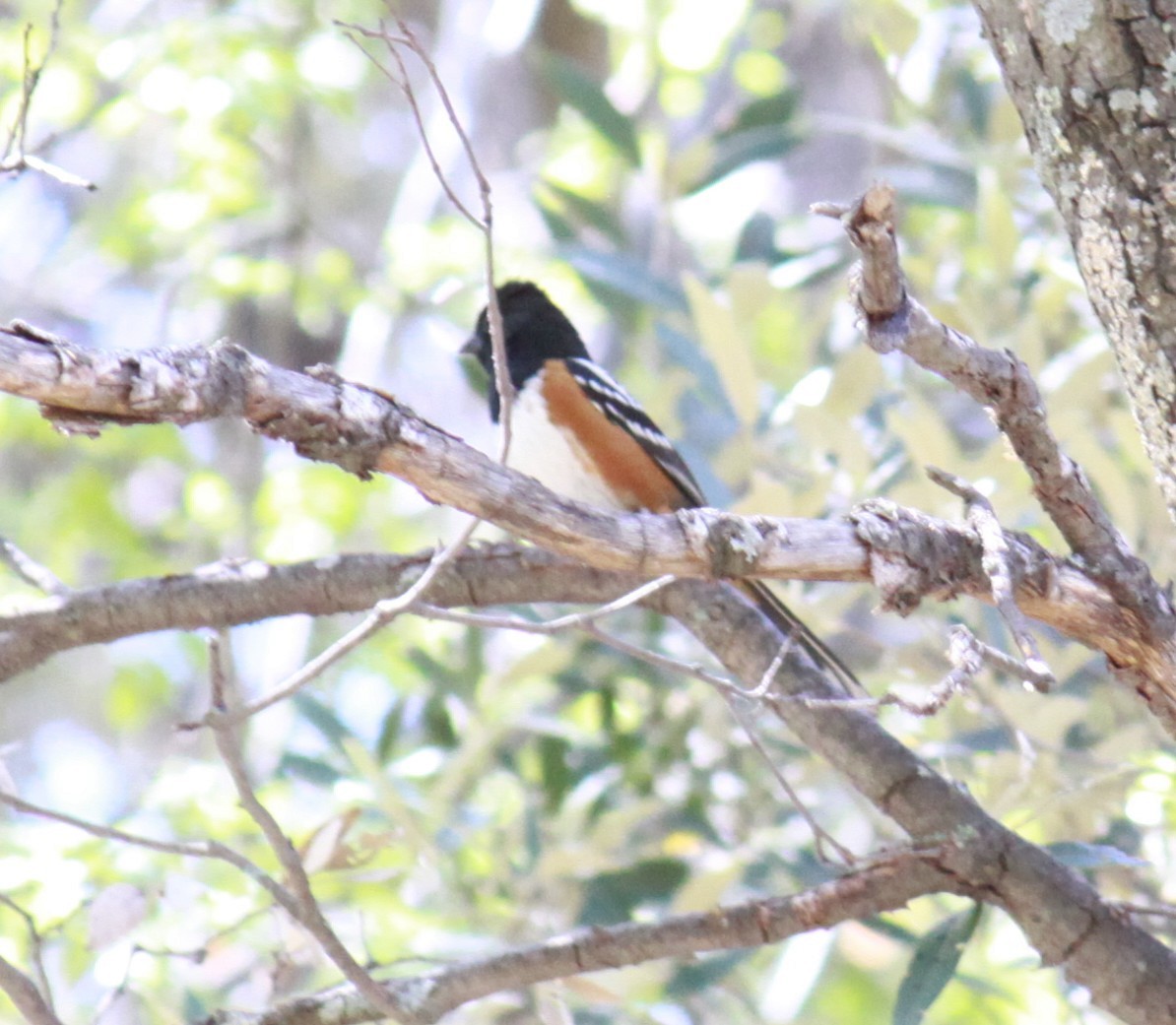 Spotted Towhee - ML618335198