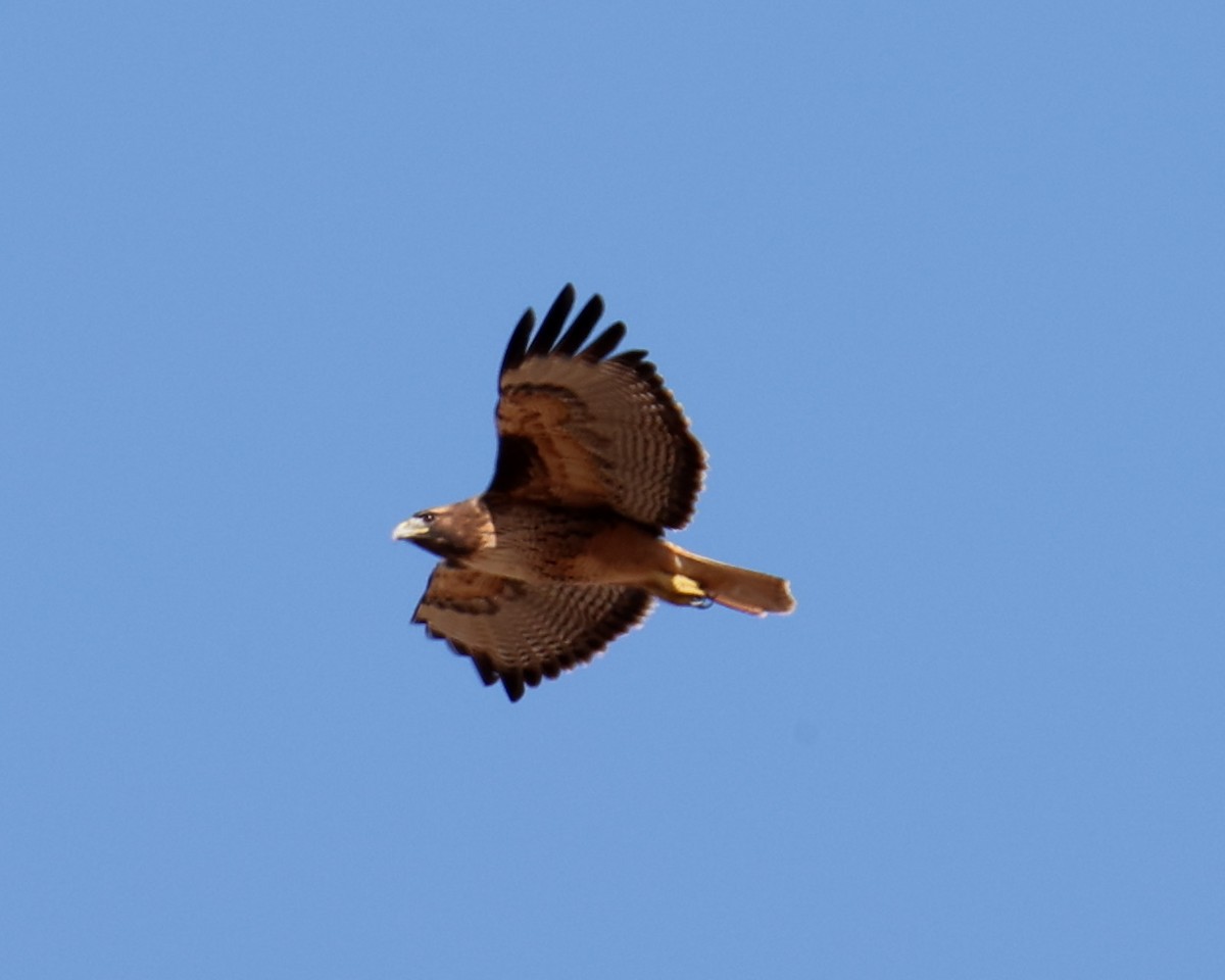 Red-tailed Hawk - ML618335225