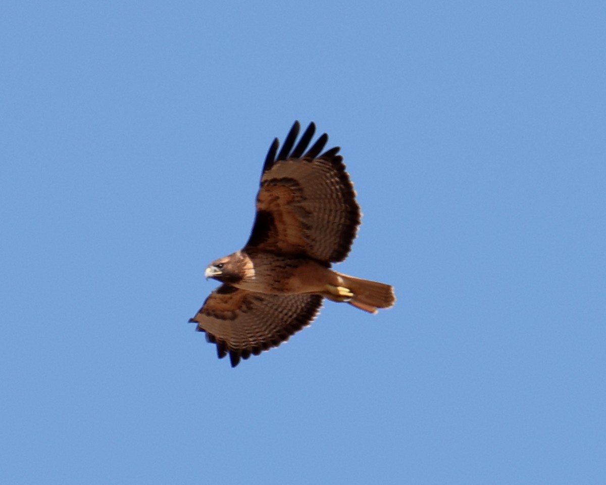 Red-tailed Hawk - ML618335226