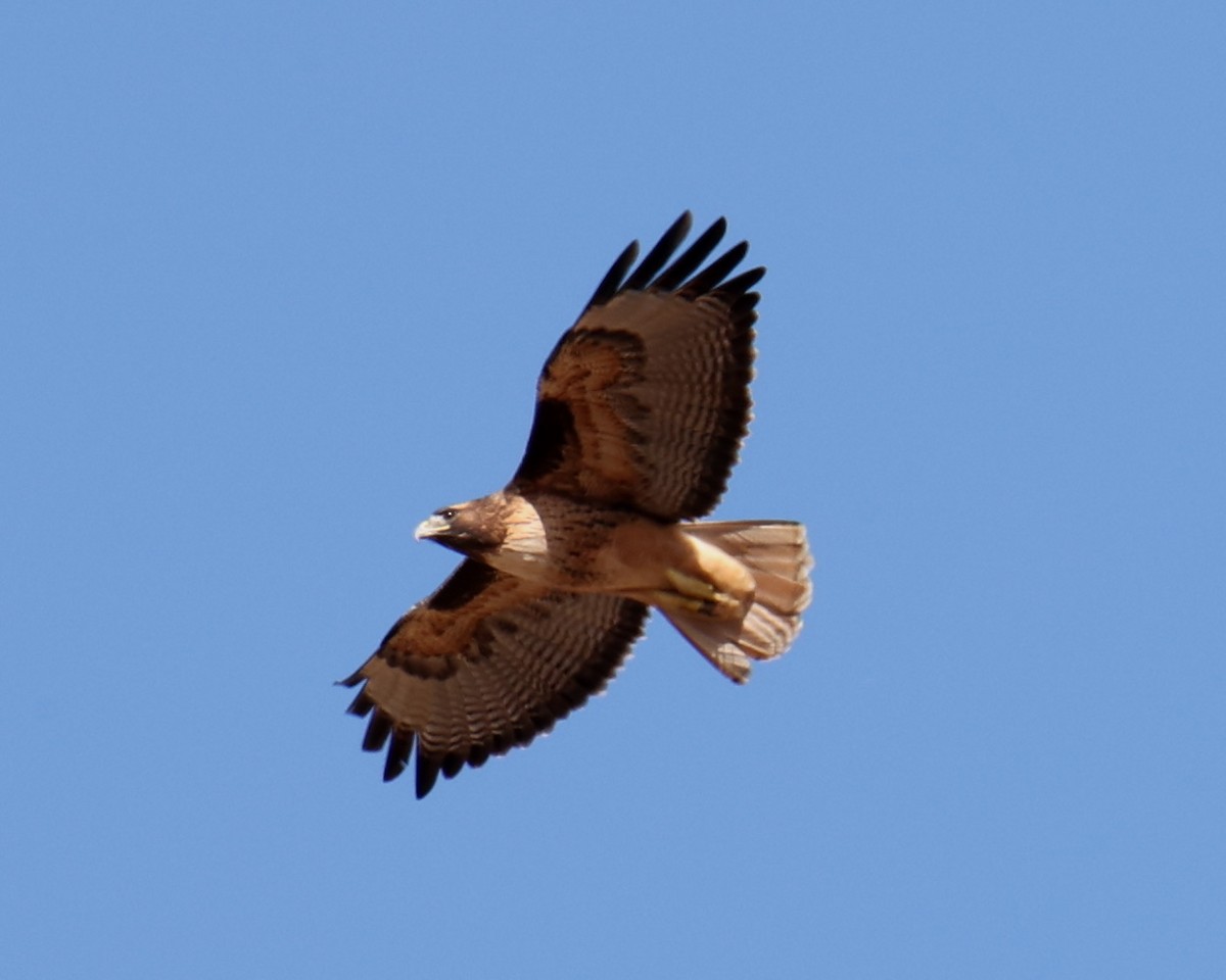 Red-tailed Hawk - ML618335227