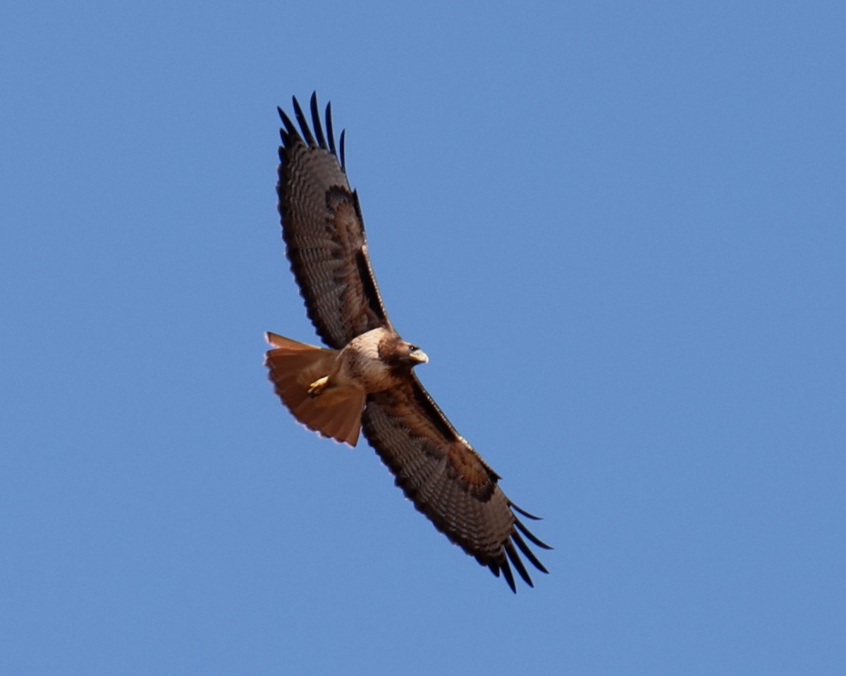 Red-tailed Hawk - ML618335228