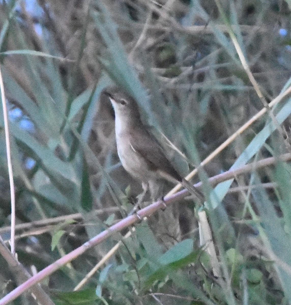 Common Reed Warbler - ML618335235