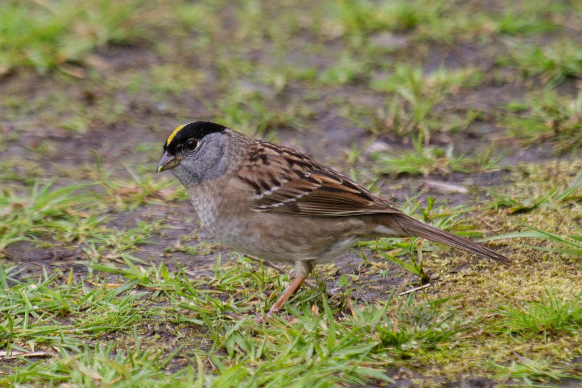 Golden-crowned Sparrow - Craig Tumer