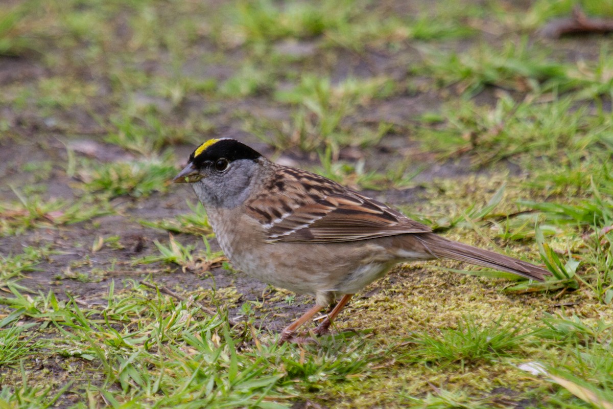 Golden-crowned Sparrow - ML618335240