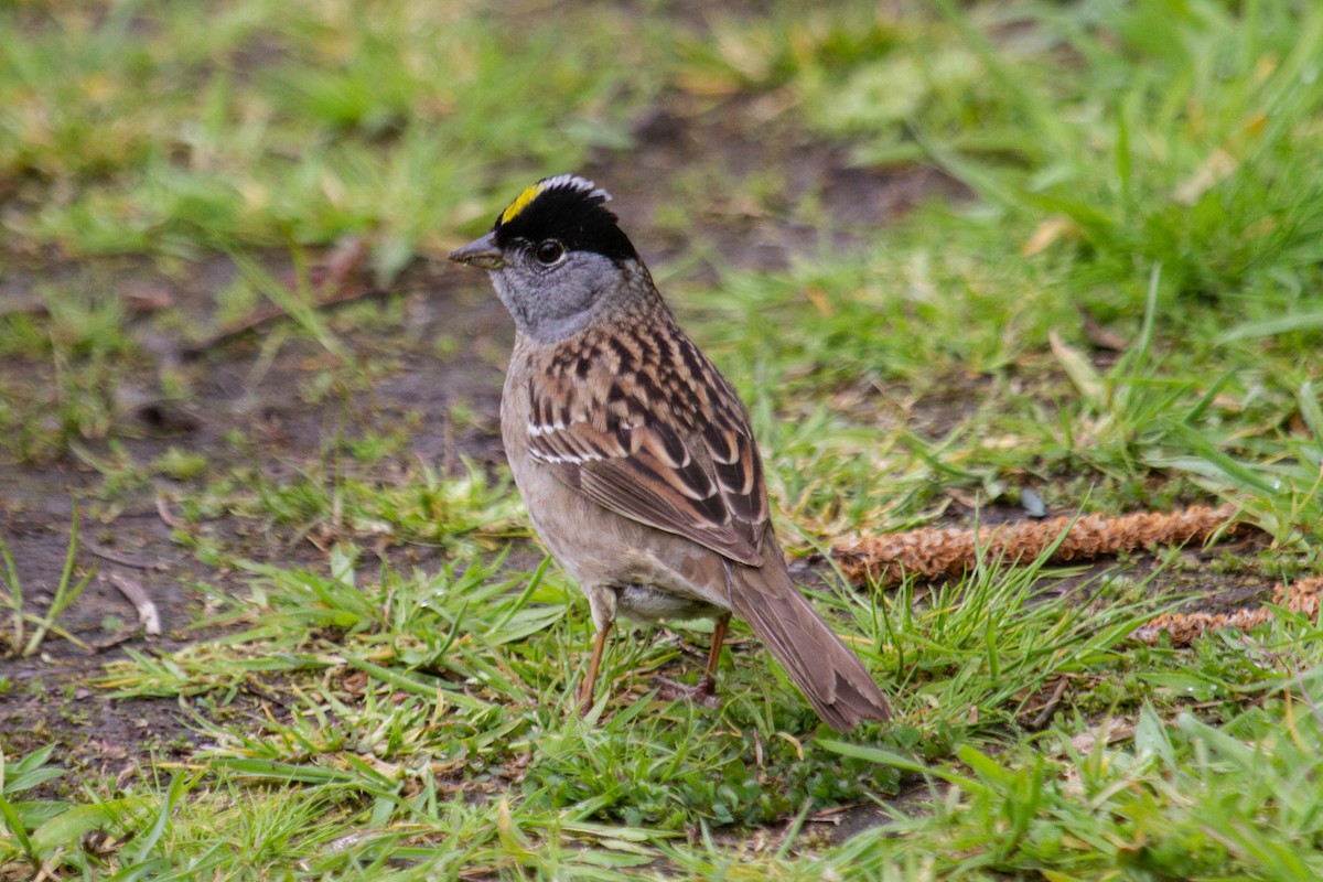 Golden-crowned Sparrow - ML618335241