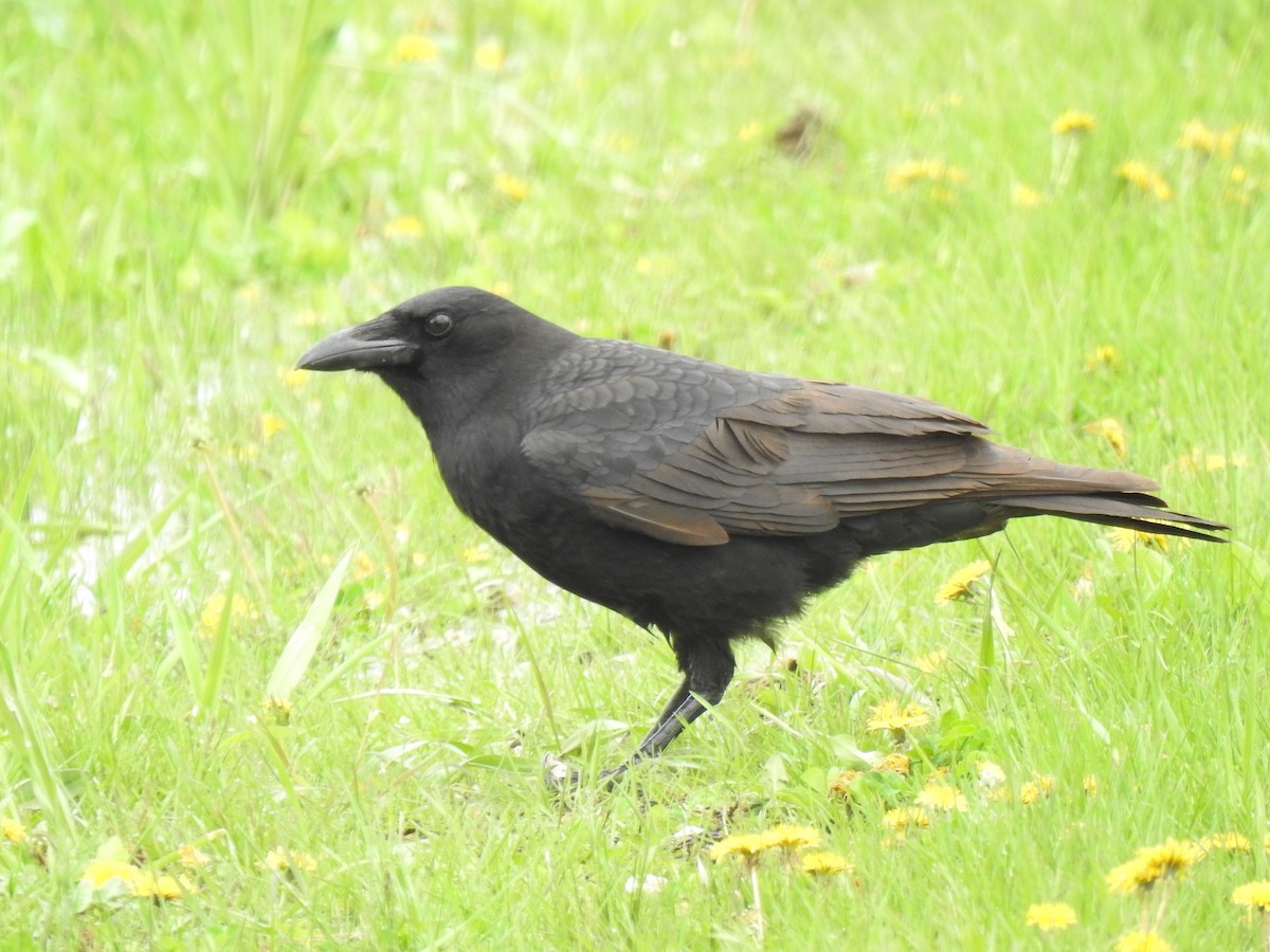 American Crow - ML618335247