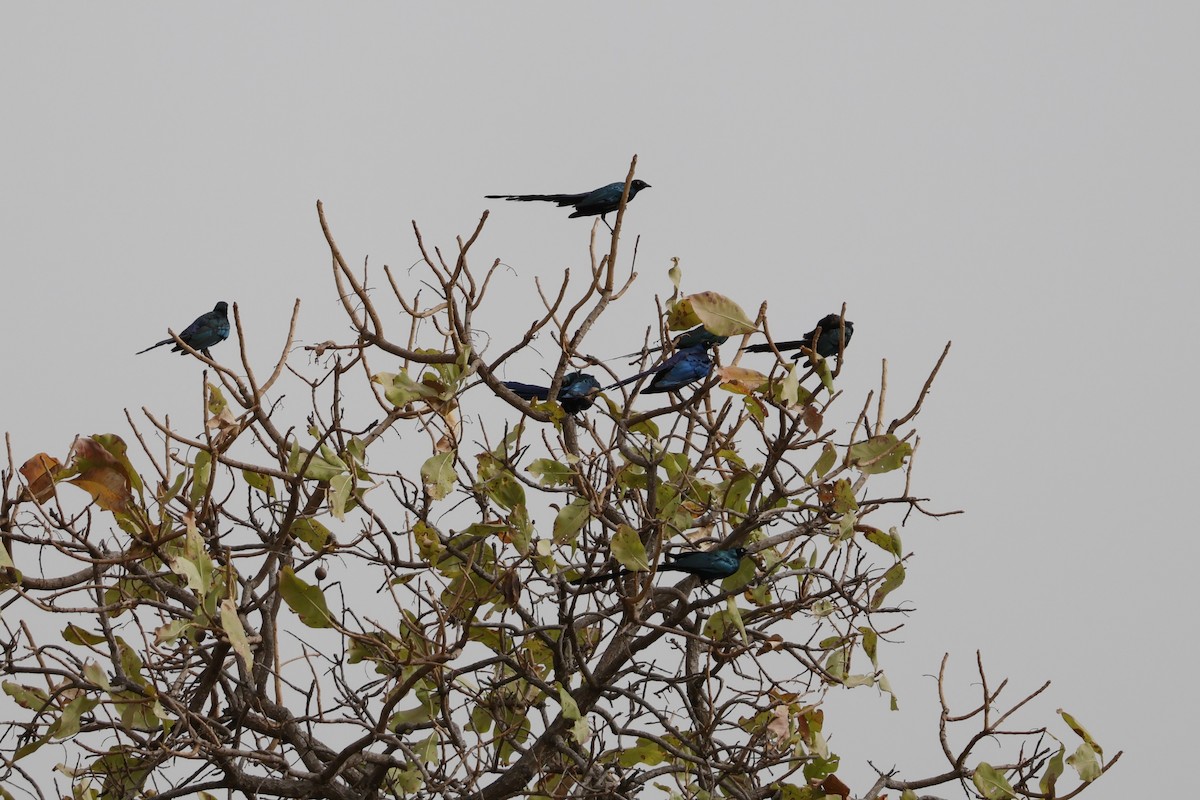 Long-tailed Glossy Starling - ML618335257
