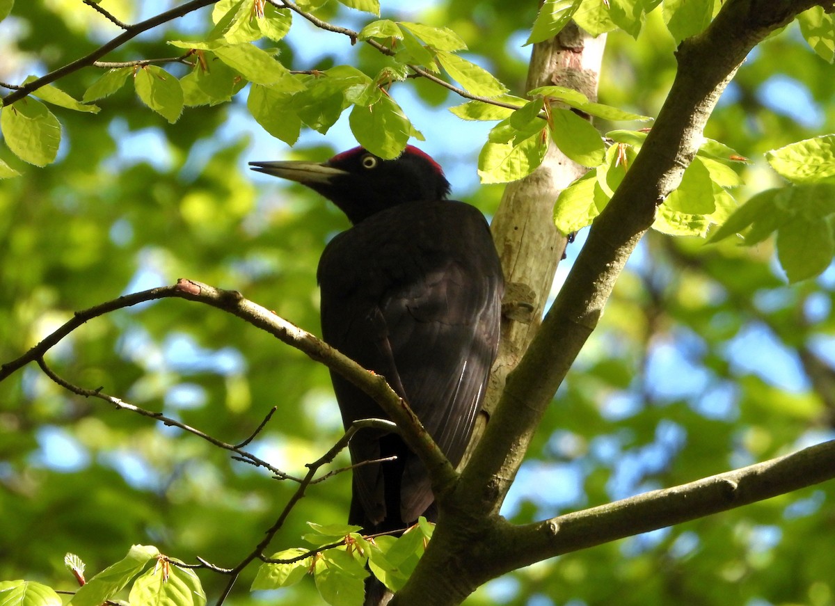 Black Woodpecker - ML618335293