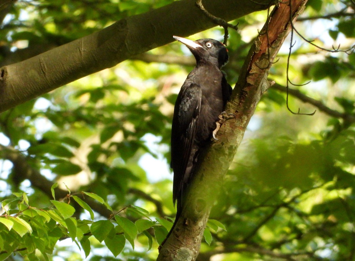 Black Woodpecker - ML618335294