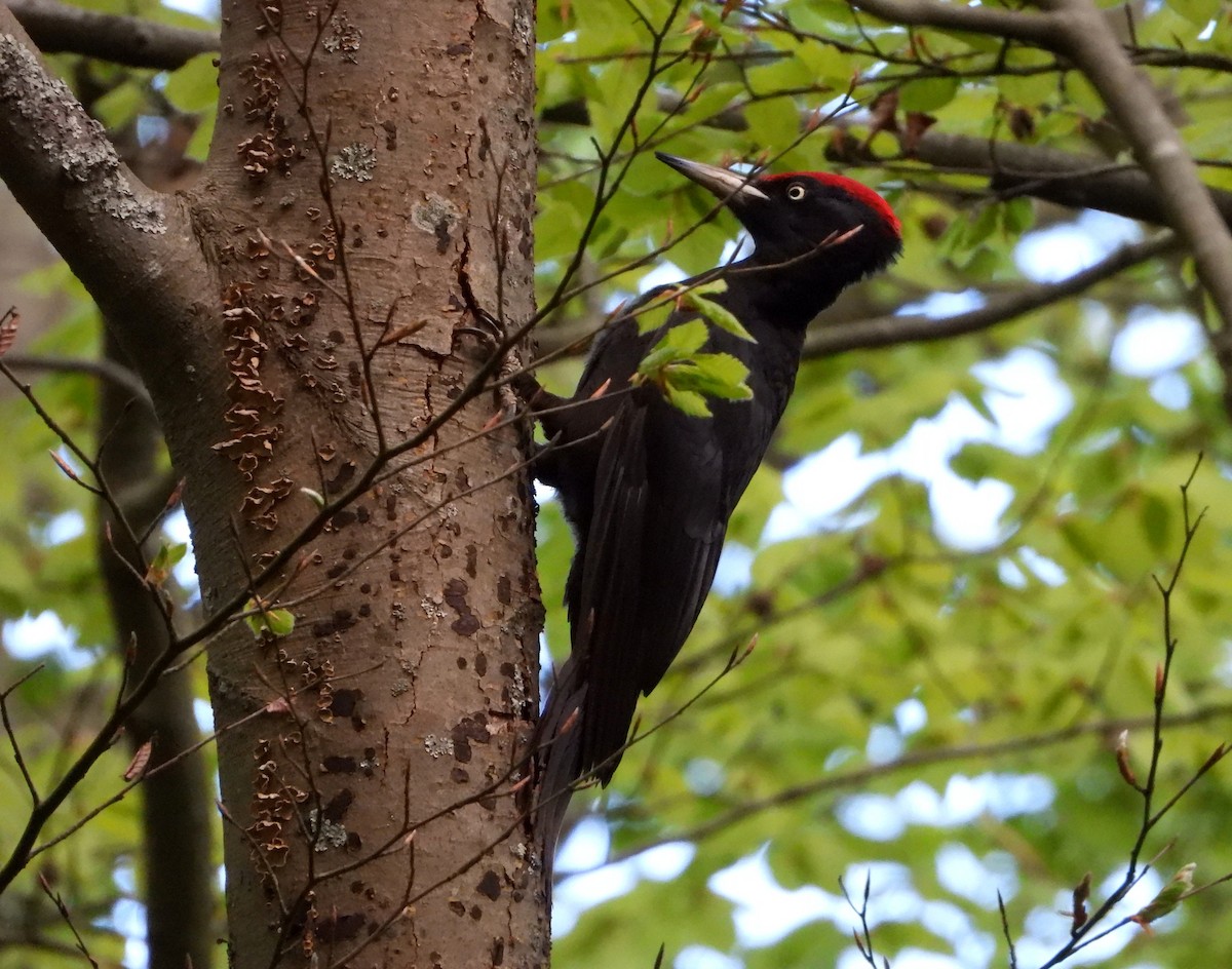 Black Woodpecker - ML618335296