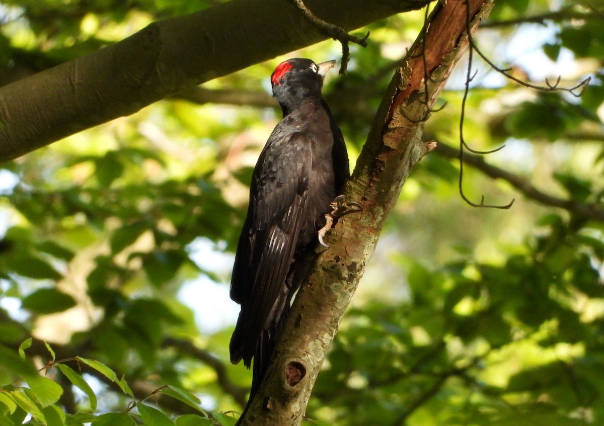 Black Woodpecker - ML618335297