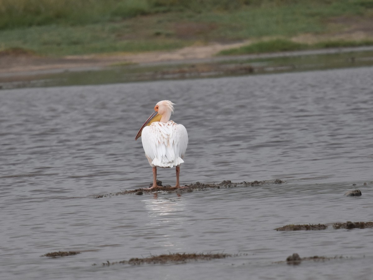 pelikán bílý - ML618335298