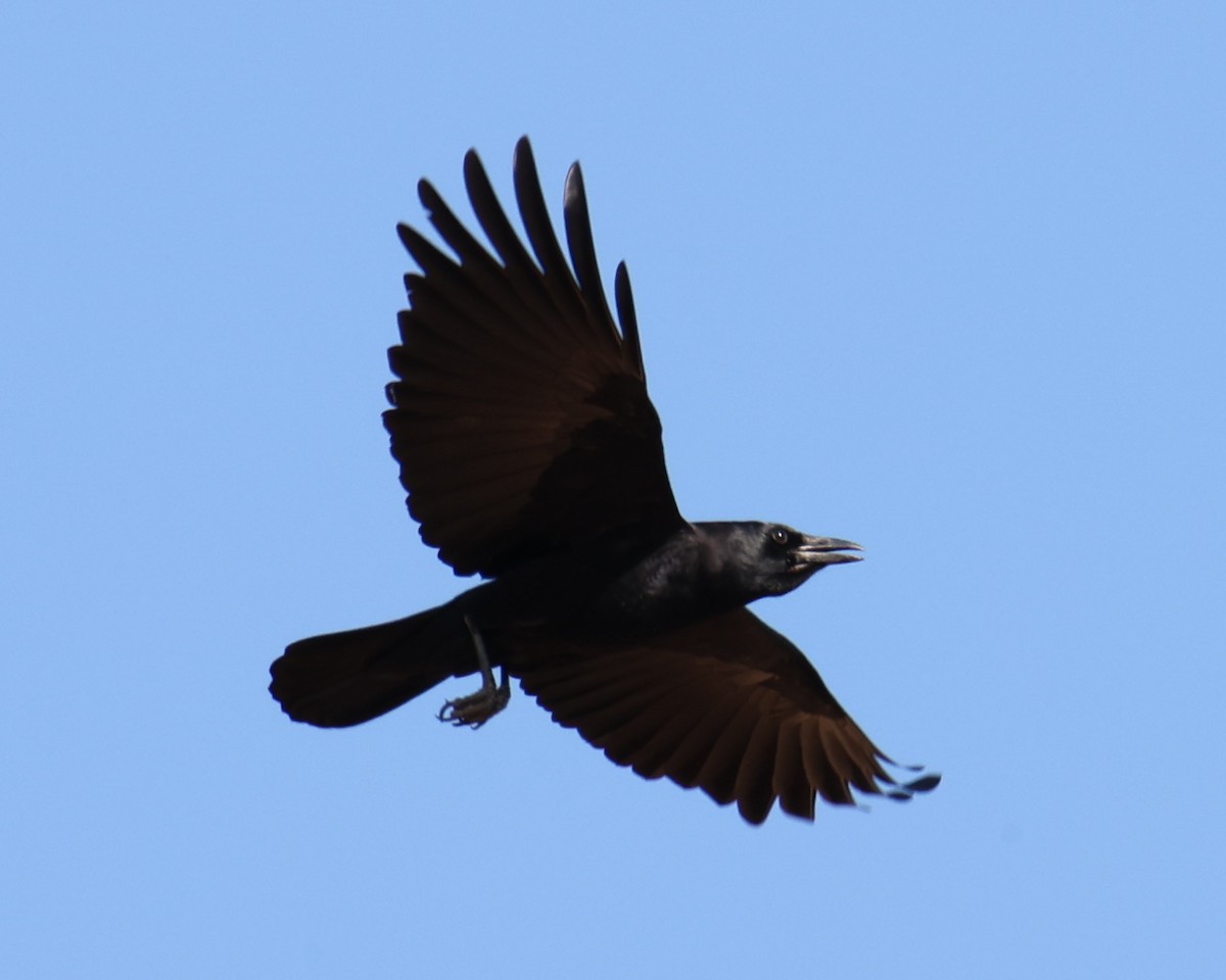 American Crow - ML618335301