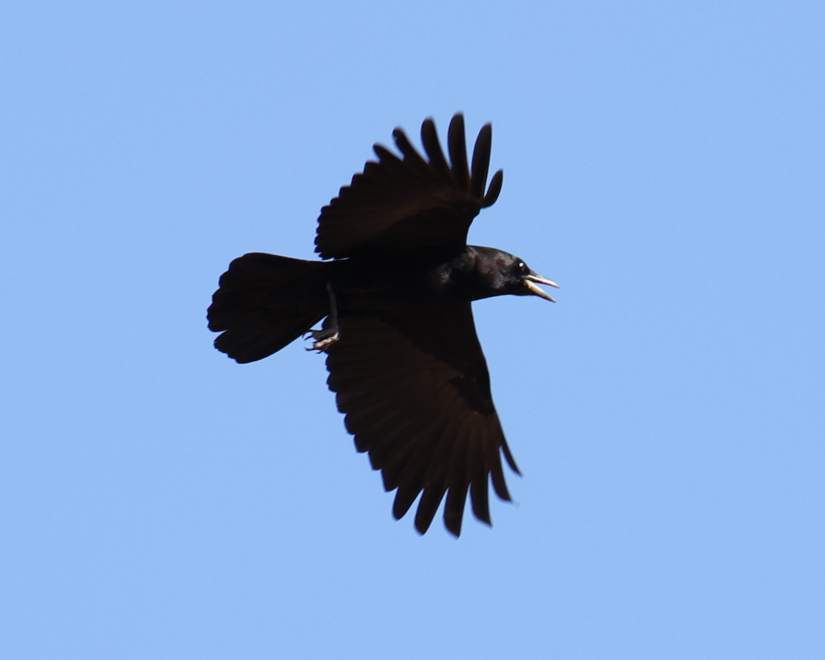 American Crow - ML618335302