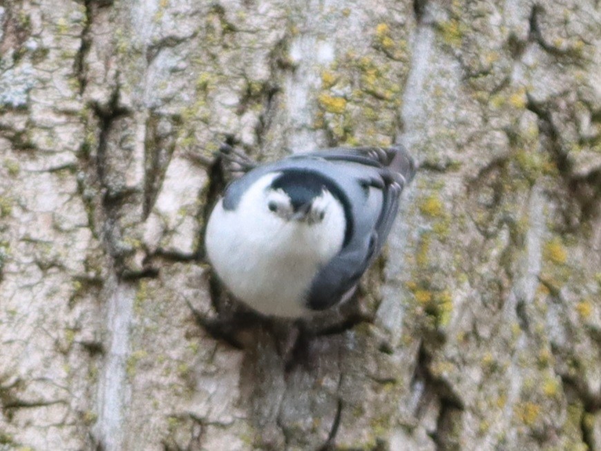 White-breasted Nuthatch - ML618335304
