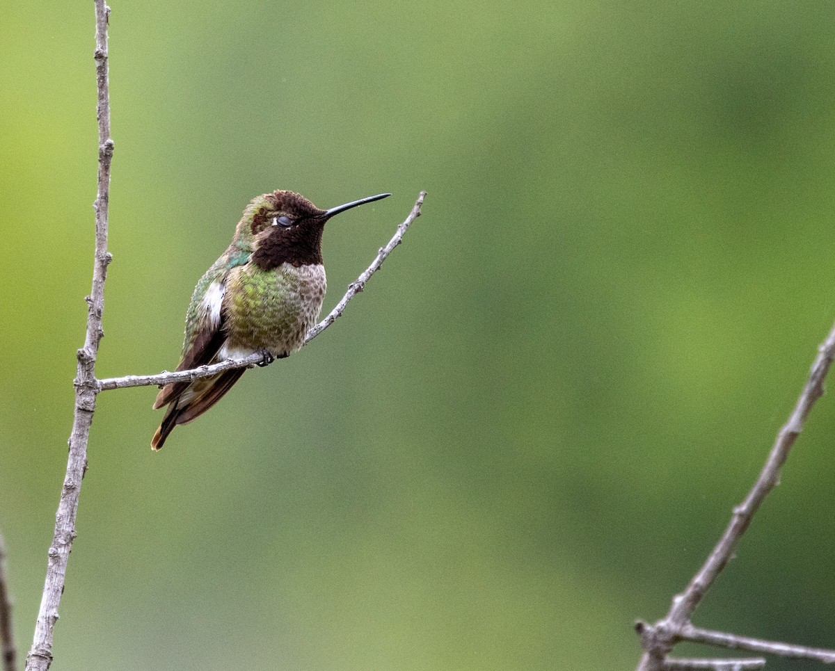 Anna's Hummingbird - ML618335307