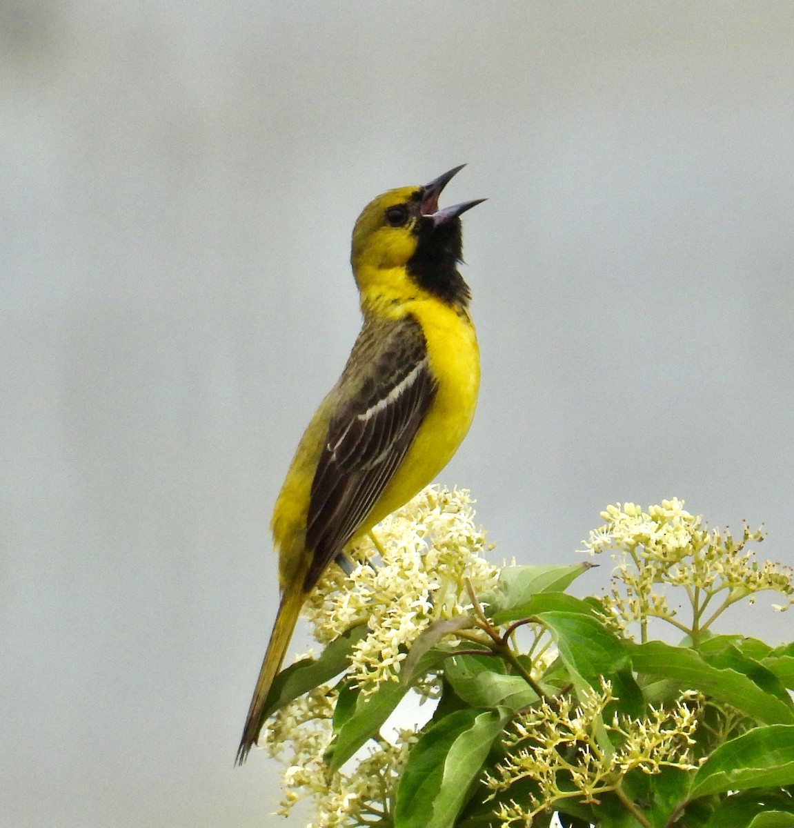 Orchard Oriole - ML618335314