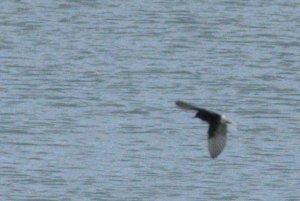 White-winged Tern - ML618335343