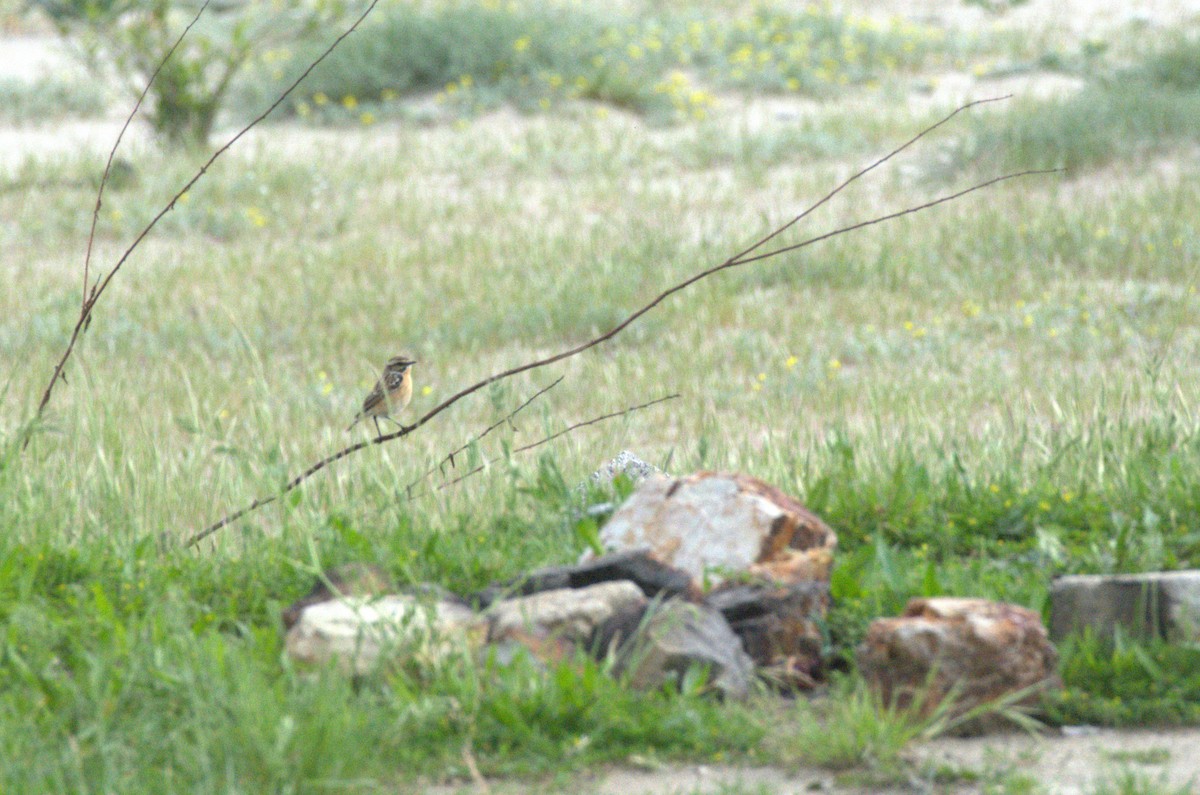 Whinchat - ML618335357
