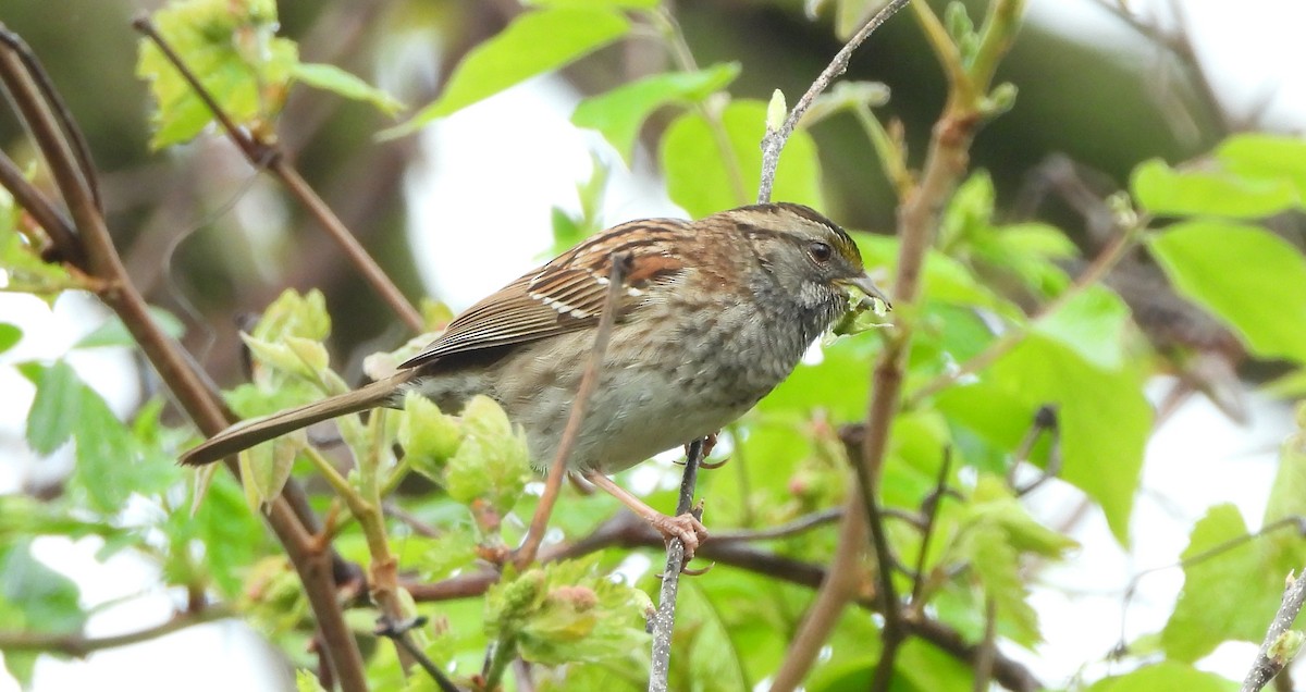 White-throated Sparrow - Annette Daughdrill