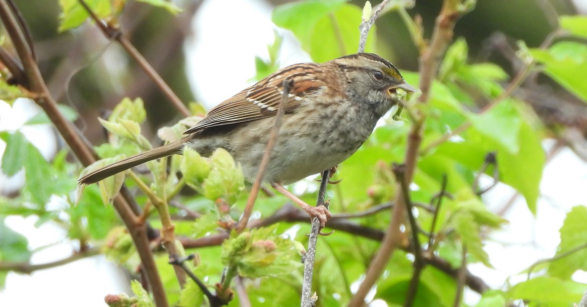 White-throated Sparrow - Annette Daughdrill