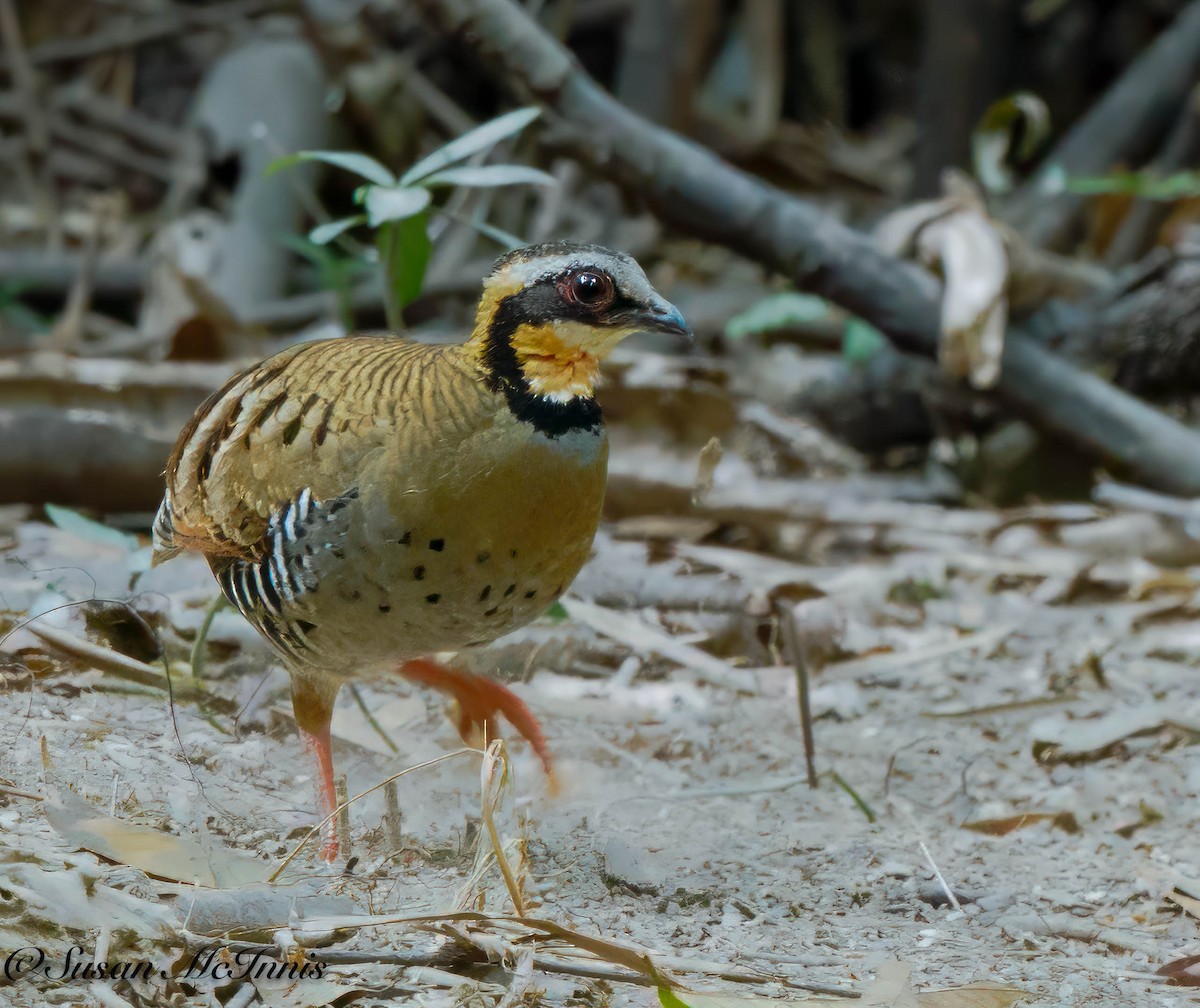 Orange-necked Partridge - ML618335379