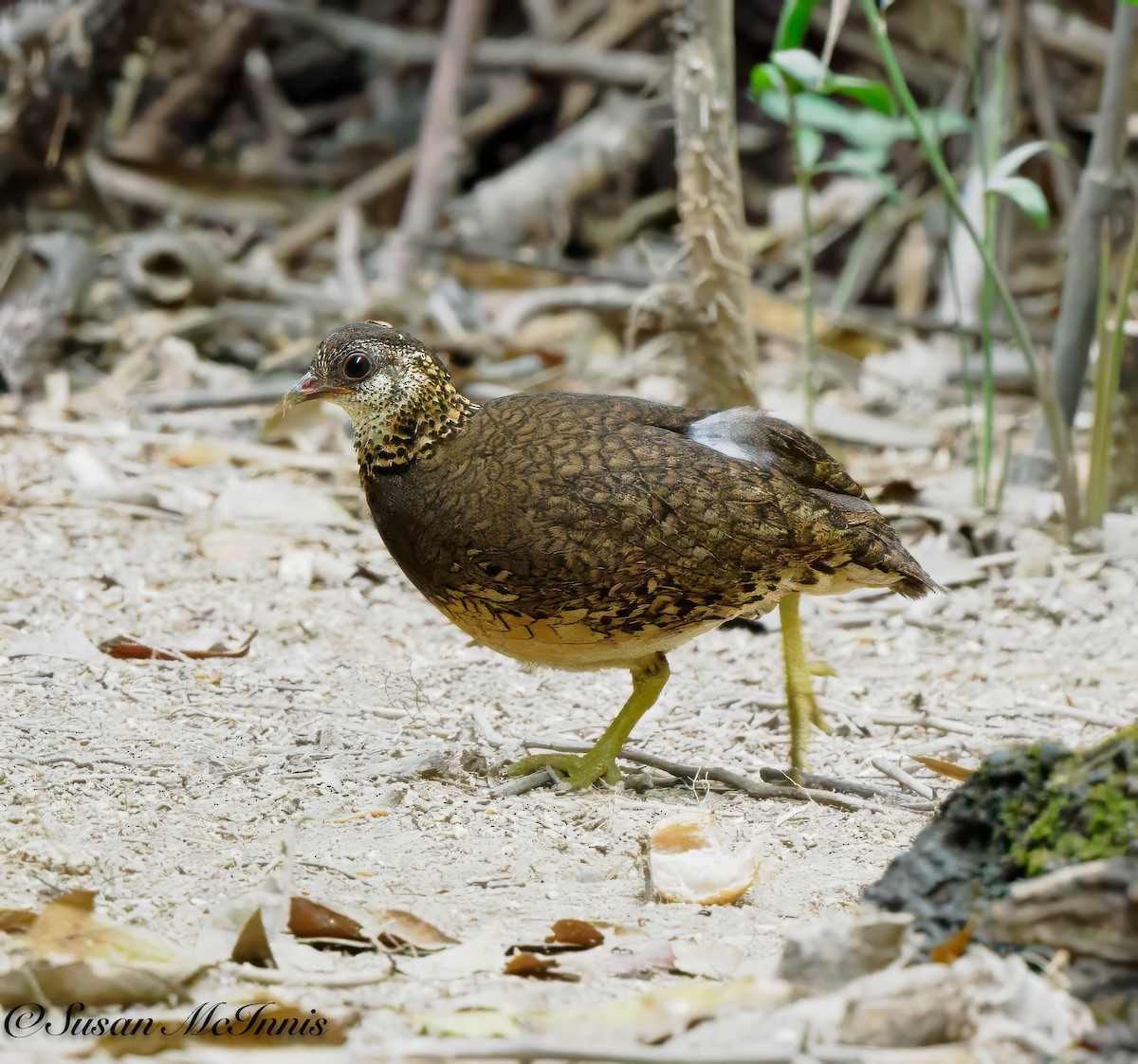 Scaly-breasted Partridge (Green-legged) - ML618335395