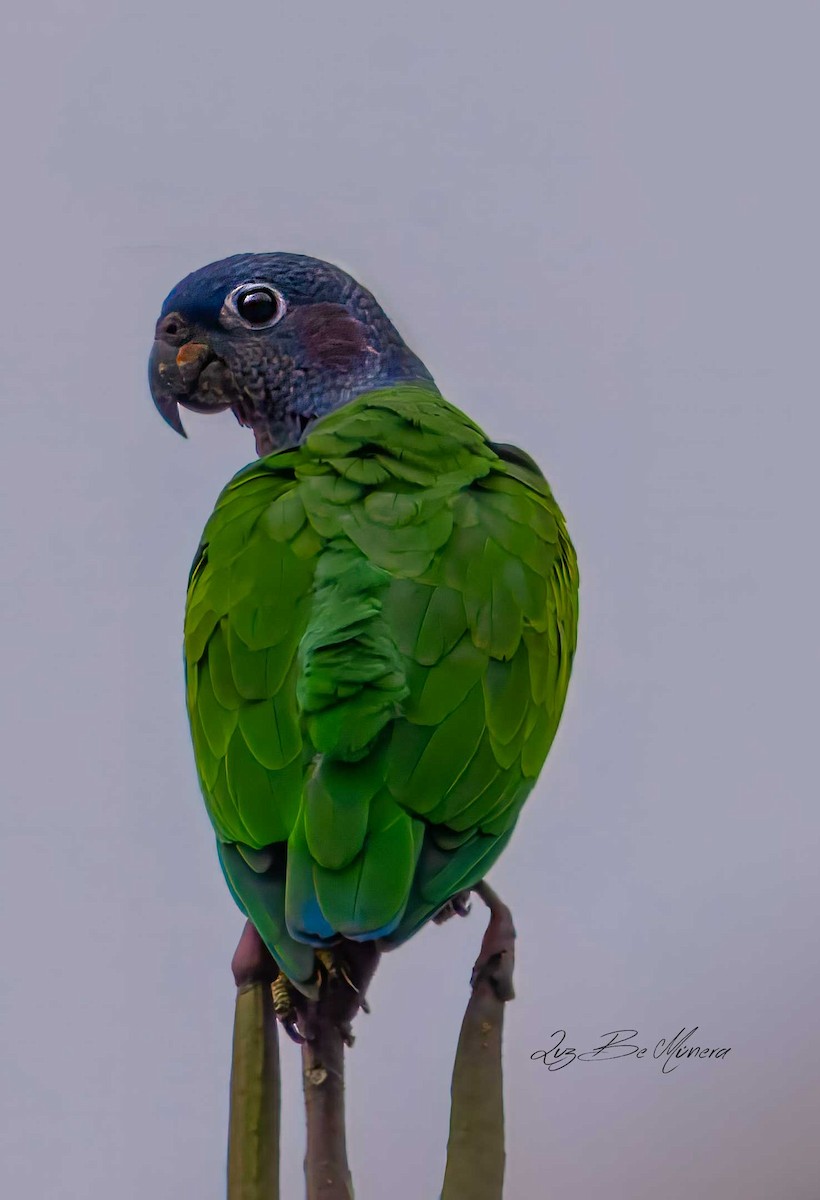 Папуга-червоногуз синьоголовий - ML618335408