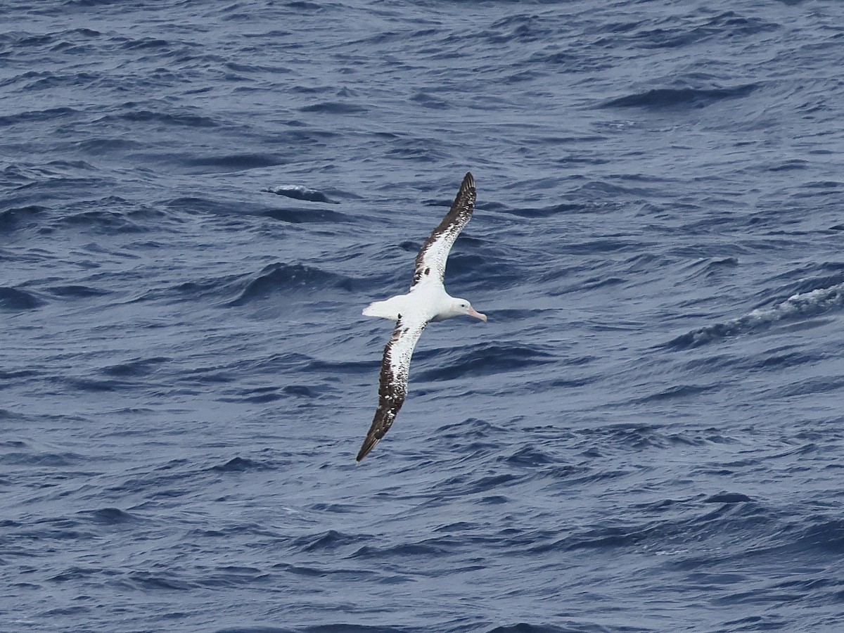Snowy/Tristan/Antipodean Albatross - ML618335446