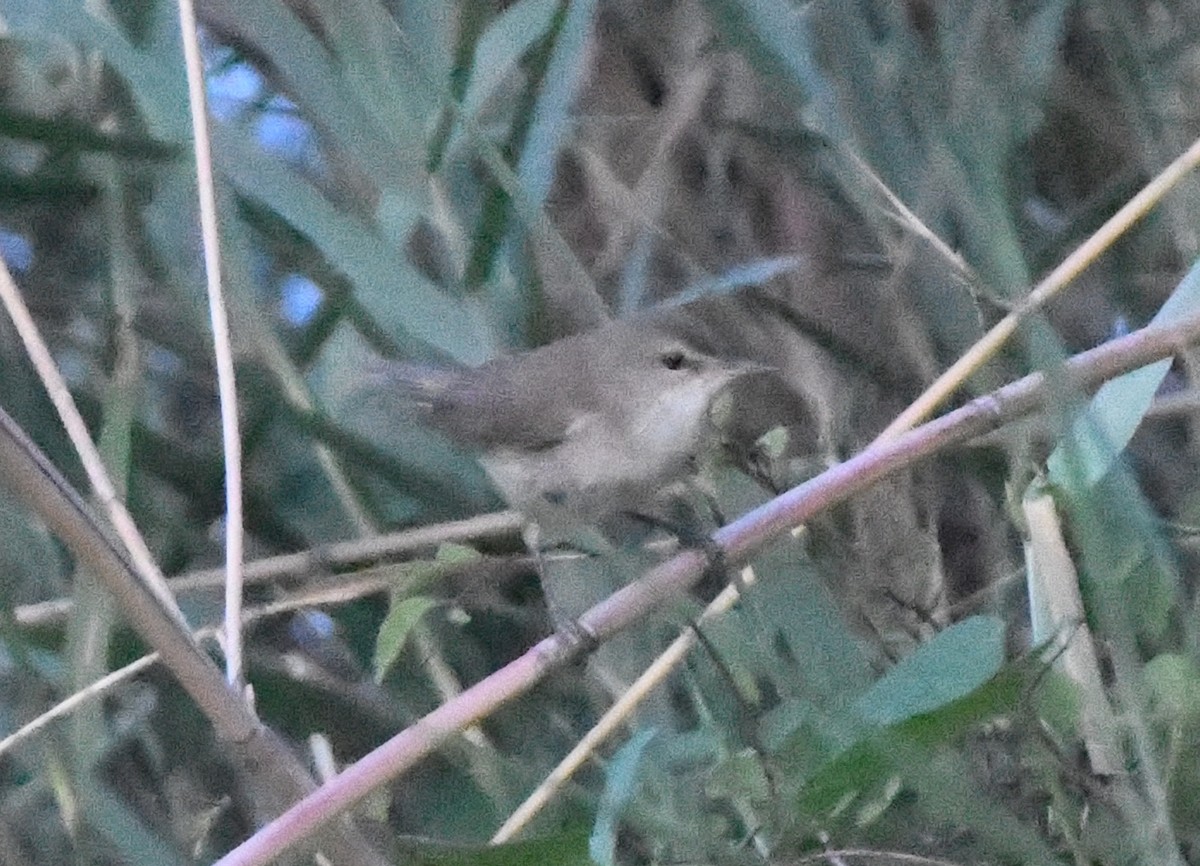 Common Reed Warbler - ML618335448