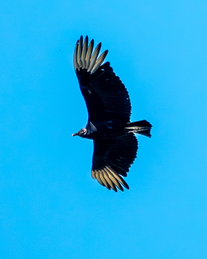 Black Vulture - ML618335455
