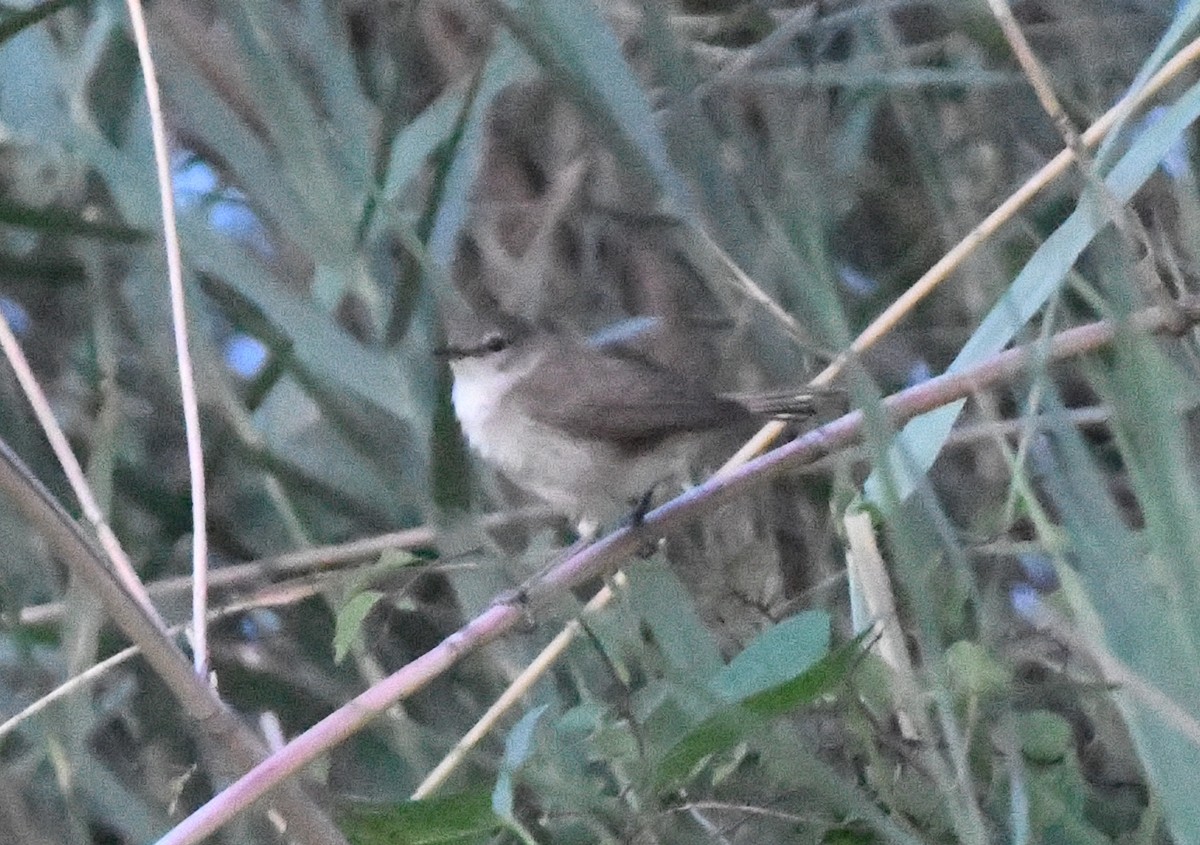 Common Reed Warbler - ML618335474