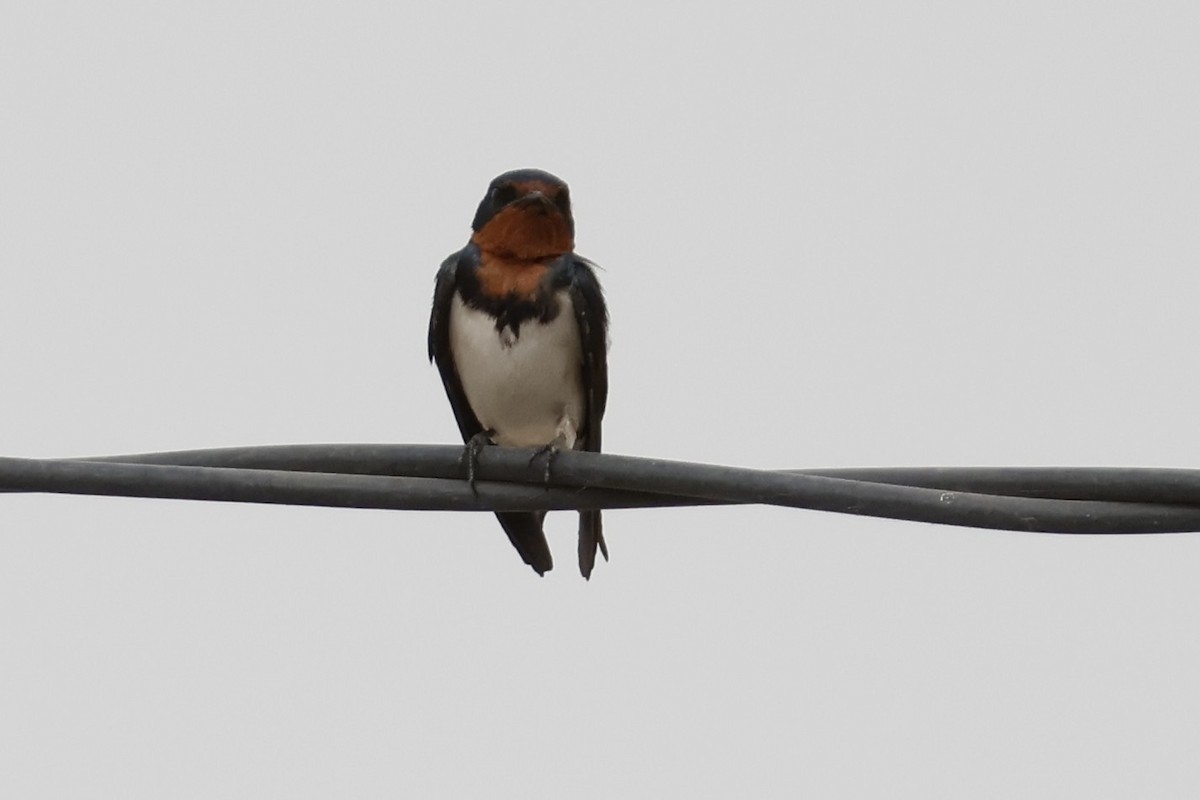 Red-chested Swallow - ML618335475