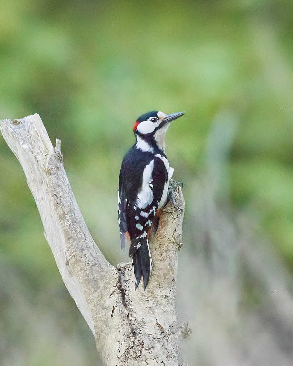 Great Spotted Woodpecker - Prajeeth Chittappen Kandiyil