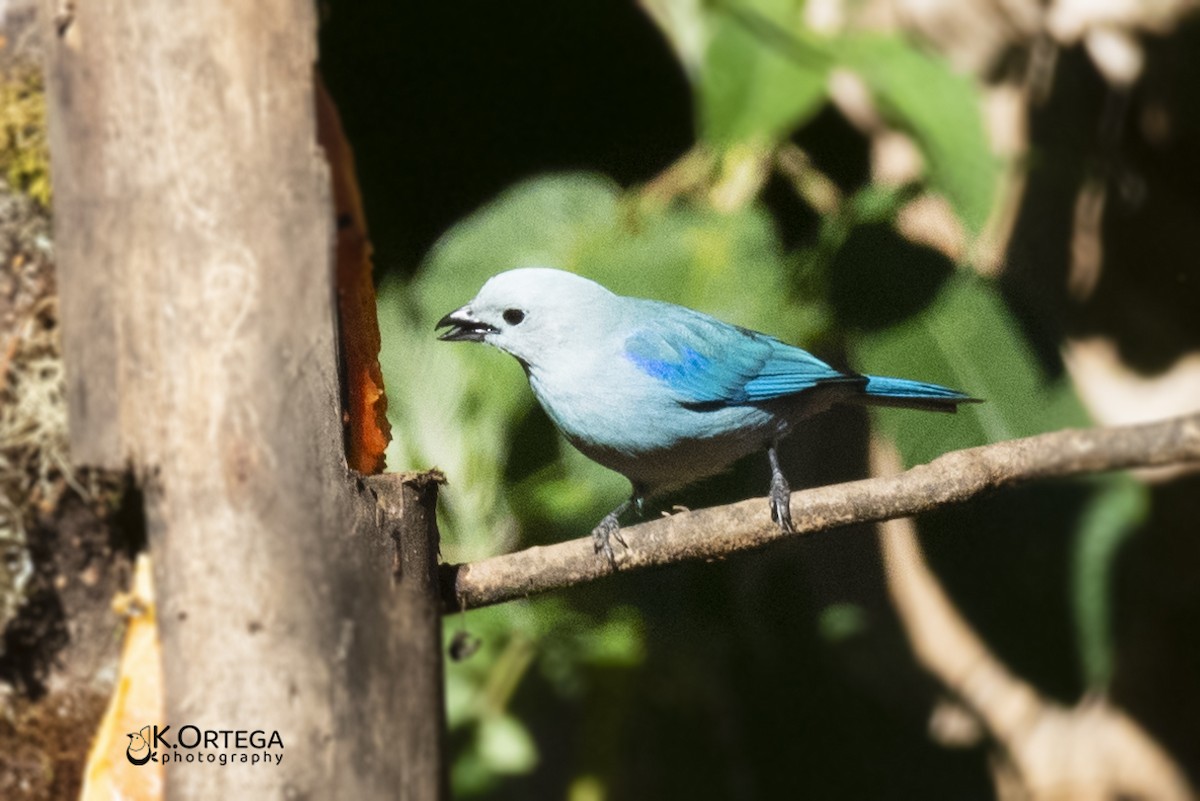 Blue-gray Tanager - ML618335575