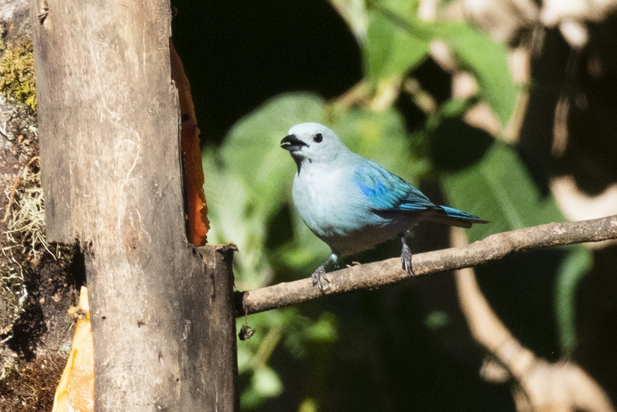 Blue-gray Tanager - ML618335576