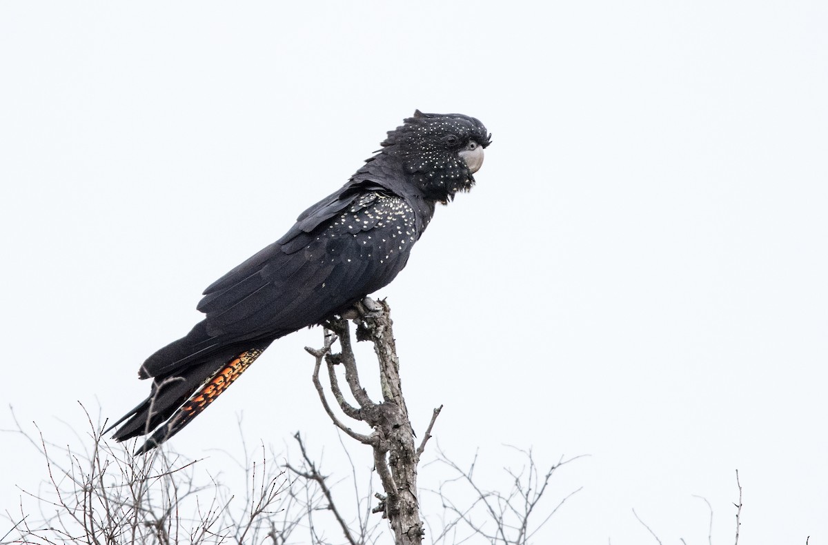 Red-tailed Black-Cockatoo - ML618335583
