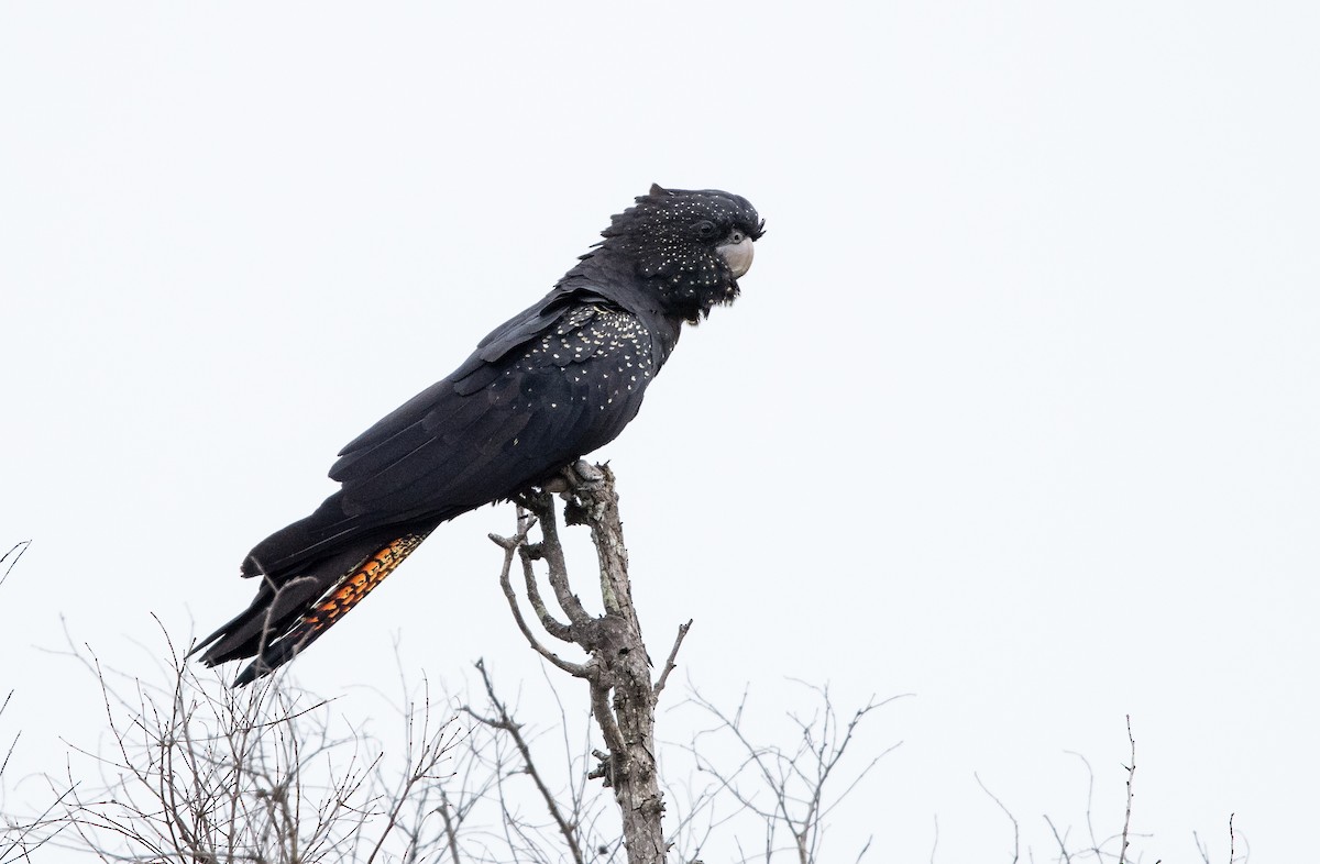 Red-tailed Black-Cockatoo - ML618335584