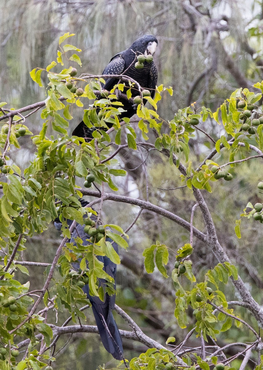 Red-tailed Black-Cockatoo - ML618335585