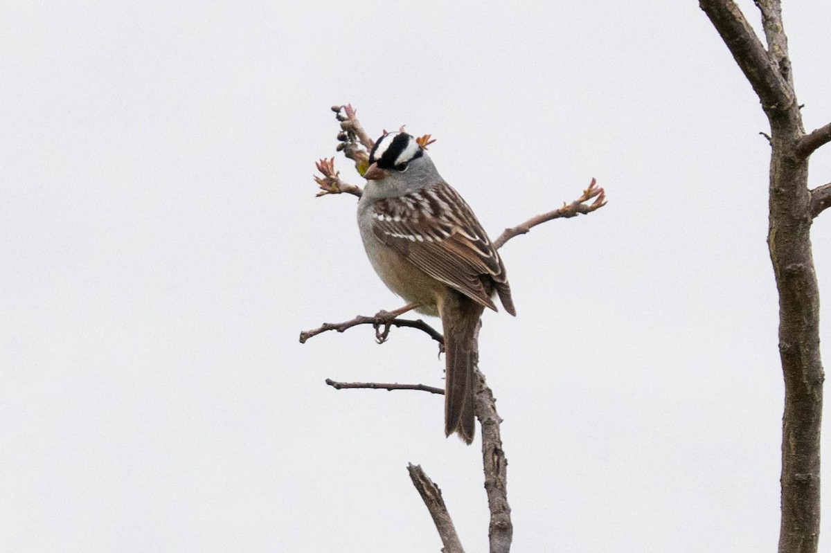 White-crowned Sparrow - ML618335592