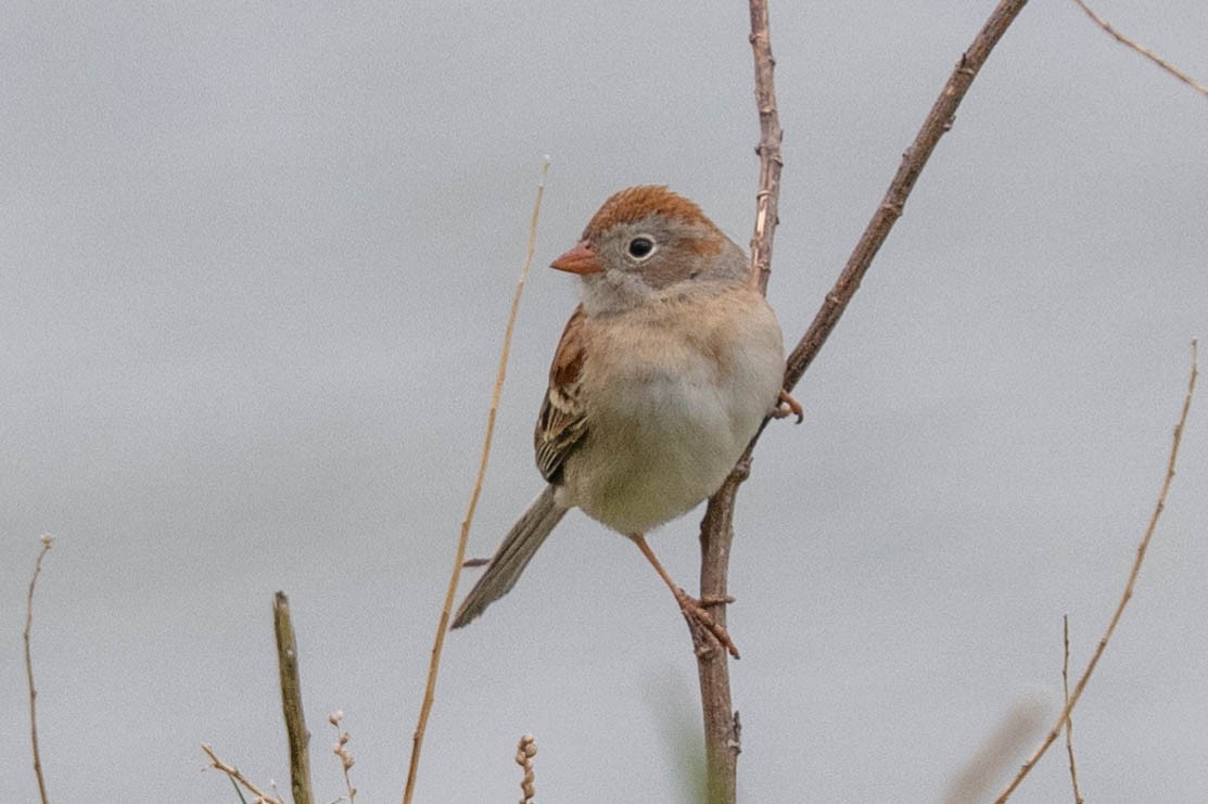 Field Sparrow - ML618335609